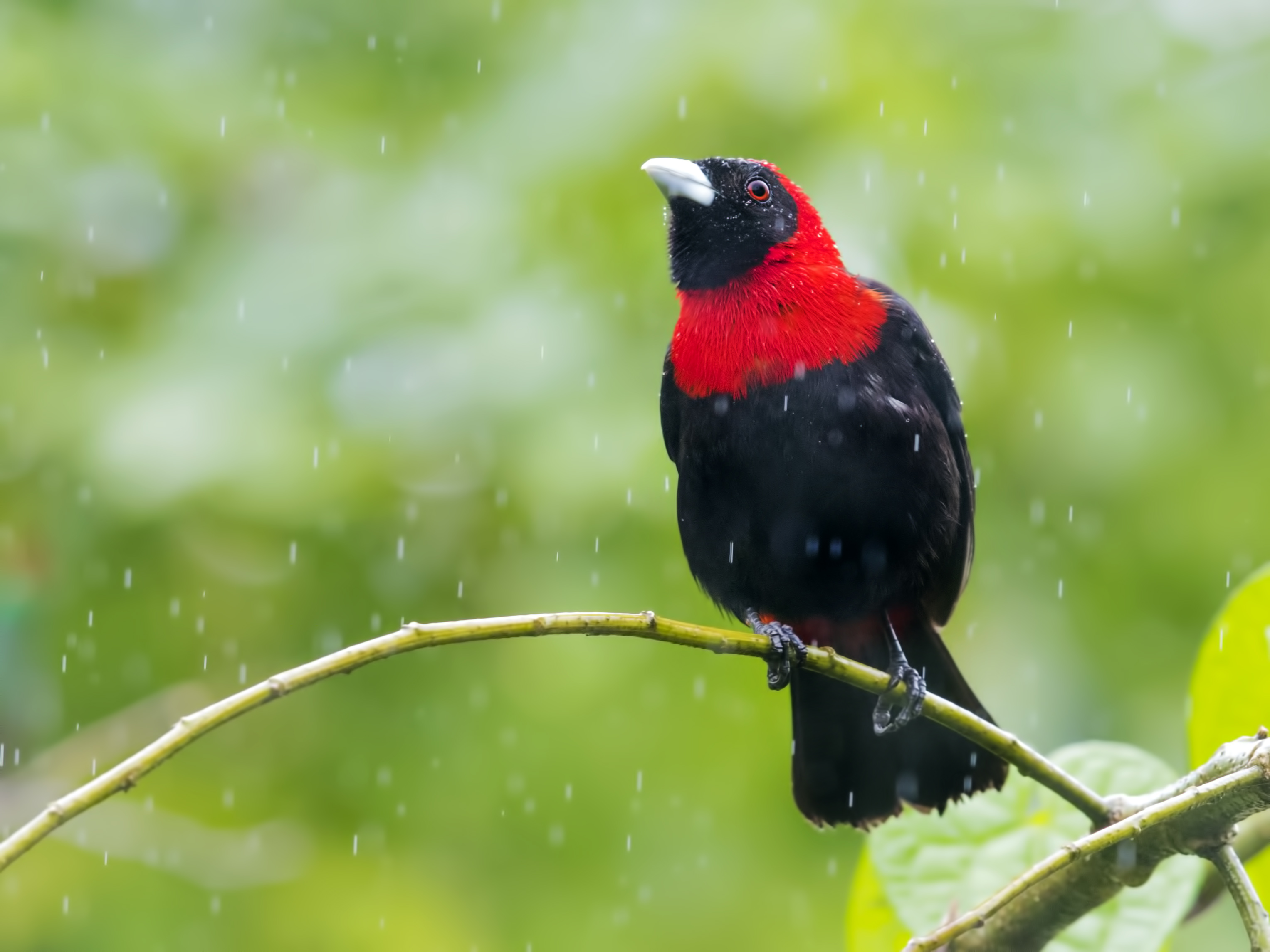 Crimson-collared Tanager